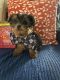 Yorkshire Terrier Puppies for sale in Fresno, CA, USA. price: $1,200