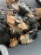 Yorkshire Terrier Puppies for sale in Humboldt Park, Chicago, IL, USA. price: NA