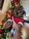 Yorkshire Terrier Puppies for sale in El Monte, CA 91733, USA. price: $1,350