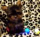 Yorkshire Terrier Puppies for sale in Homewood, IL, USA. price: NA