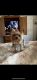 Yorkshire Terrier Puppies for sale in El Dorado Hills, CA, USA. price: NA