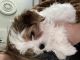 Yorkshire Terrier Puppies for sale in Belton, TX, USA. price: $1,600