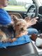 Yorkshire Terrier Puppies for sale in Citrus Hills, FL 34442, USA. price: NA
