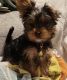 Yorkshire Terrier Puppies for sale in Redmond, OR 97756, USA. price: $800