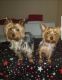 Yorkshire Terrier Puppies for sale in Westheimer Rd & S Voss Rd, Houston, TX 77057, USA. price: $2,500