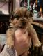 Yorkshire Terrier Puppies for sale in Gig Harbor, WA, USA. price: $850