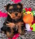 Yorkshire Terrier Puppies for sale in Cambridge, MA, USA. price: $750