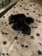 Yorkshire Terrier Puppies for sale in Bristol, FL 32321, USA. price: NA