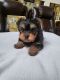 Yorkshire Terrier Puppies for sale in Fresno, CA, USA. price: $3,500