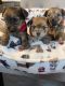 Yorkshire Terrier Puppies for sale in Republic, MO 65738, USA. price: NA