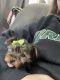 Yorkshire Terrier Puppies for sale in Romeoville, IL, USA. price: $1,500