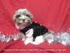 Yorkshire Terrier Puppies for sale in Galva, IL 61434, USA. price: $2,200