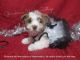 Yorkshire Terrier Puppies for sale in Galva, IL 61434, USA. price: $1,950