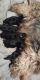 Yorkshire Terrier Puppies for sale in Lincoln Park, MI 48146, USA. price: NA