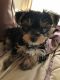 Yorkshire Terrier Puppies for sale in Barhamsville, VA 23011, USA. price: NA