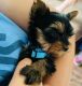 Yorkshire Terrier Puppies for sale in Cambridge, MA, USA. price: $650