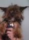 Yorkshire Terrier Puppies for sale in Tampa, FL, USA. price: $950