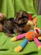 Yorkshire Terrier Puppies for sale in Douglas, MI, USA. price: $1,200