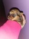 Yorkshire Terrier Puppies for sale in Roanoke, VA, USA. price: $1,700