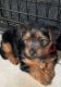 Yorkshire Terrier Puppies for sale in Westheimer Rd & S Voss Rd, Houston, TX 77057, USA. price: $1,800