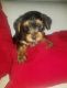 Yorkshire Terrier Puppies for sale in Westheimer Rd & S Voss Rd, Houston, TX 77057, USA. price: $1,900