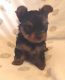 Yorkshire Terrier Puppies for sale in La Puente, CA, USA. price: $1,800