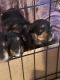 Yorkshire Terrier Puppies for sale in San Tan Valley, AZ, USA. price: $3,000