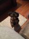 Yorkshire Terrier Puppies for sale in Willow Wood, OH, USA. price: $500