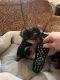 Yorkshire Terrier Puppies for sale in Katy, TX 77449, USA. price: $1,800