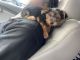Yorkshire Terrier Puppies for sale in Eastpointe, MI 48021, USA. price: $2,000