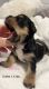 Yorkshire Terrier Puppies for sale in Grantsville, UT 84029, USA. price: NA