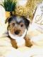 Yorkshire Terrier Puppies for sale in Hephzibah, GA 30815, USA. price: $4,000