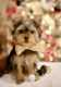 Yorkshire Terrier Puppies for sale in San Diego, CA, USA. price: $2,400