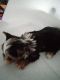 Yorkshire Terrier Puppies for sale in Hillsdale, MI, USA. price: NA