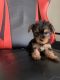 Yorkshire Terrier Puppies for sale in Lancaster, PA, USA. price: $2,200