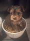 Yorkshire Terrier Puppies for sale in Bakersfield, CA, USA. price: $1,500