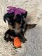 Yorkshire Terrier Puppies for sale in San Tan Valley, AZ, USA. price: $25,003,000