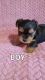 Yorkshire Terrier Puppies for sale in Guin, AL 35563, USA. price: NA
