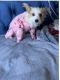 Yorkshire Terrier Puppies for sale in North Miami, FL, USA. price: $1,000