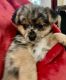 Yorkshire Terrier Puppies for sale in Gig Harbor, WA, USA. price: $850
