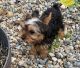 Yorkshire Terrier Puppies for sale in Fresno, CA, USA. price: $1,100