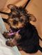 Yorkshire Terrier Puppies for sale in Memphis, TN, USA. price: $1,800