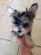 Yorkshire Terrier Puppies for sale in Kissimmee, FL, USA. price: $2,000