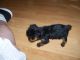Yorkshire Terrier Puppies for sale in Campbellsville, KY 42718, USA. price: NA