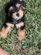 Yorkshire Terrier Puppies for sale in Palm Beach, FL, USA. price: $26,000