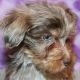 Yorkshire Terrier Puppies for sale in Tarzana, Los Angeles, CA, USA. price: NA