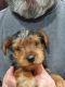 Yorkshire Terrier Puppies for sale in Monroeville, NJ 08343, USA. price: $1,000