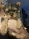 Yorkshire Terrier Puppies for sale in Port Richey, FL, USA. price: NA