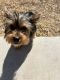 Yorkshire Terrier Puppies for sale in Saginaw, TX 76131, USA. price: $900