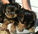 Yorkshire Terrier Puppies for sale in Gainesville, GA, USA. price: $600